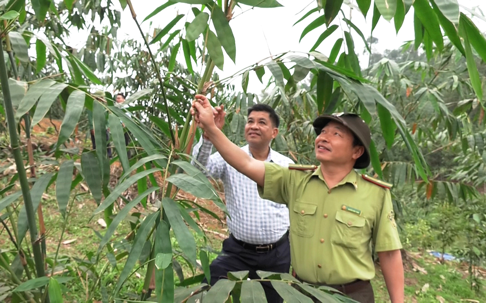 Lãnh đạo huyện Trấn Yên cùng cán bộ Hạt Kiểm lâm Văn Yên - Trấn Yên - thành phố Yên Bái kiểm tra diện tích tre măng tại xã Quy Mông, huyện Trấn Yên.